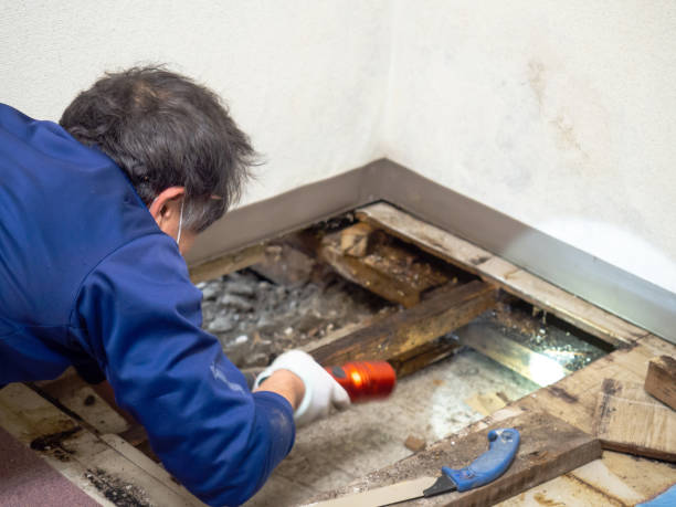 Best Residential Mold Removal  in Sundown, TX