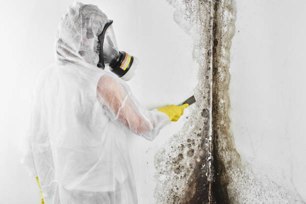 Office Mold Removal Services in Sundown, TX