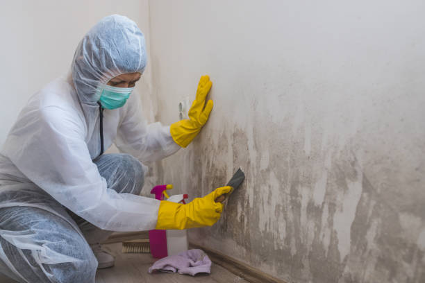 Best Certified Mold Removal  in Sundown, TX