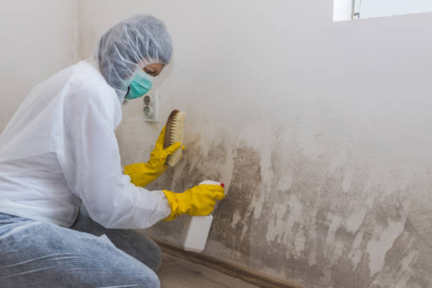 Best Affordable Mold Removal  in Sundown, TX