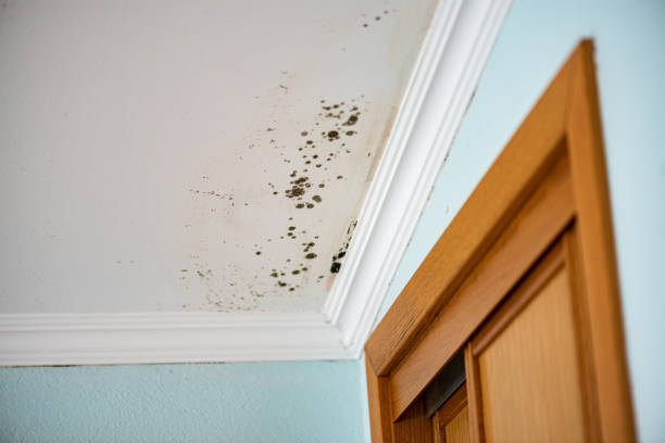 Best Mold Testing  in Sundown, TX