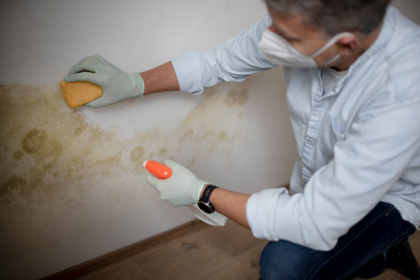 Best Certified Mold Removal  in Sundown, TX