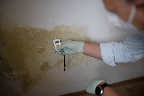 Best Commercial Mold Removal  in Sundown, TX
