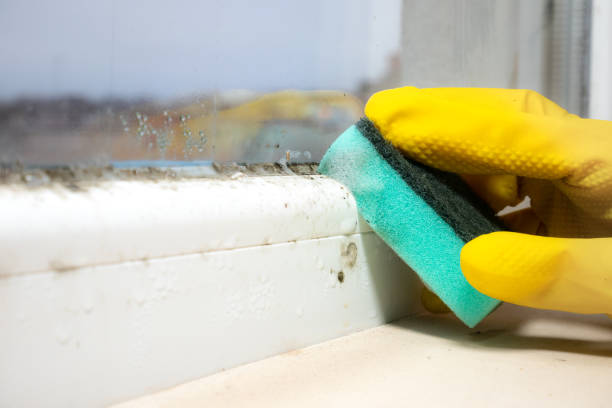 Best Emergency Mold Removal  in Sundown, TX