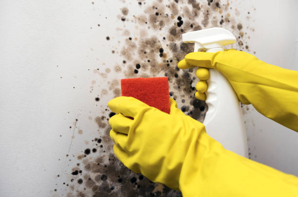 Best Best Mold Removal Companies  in Sundown, TX