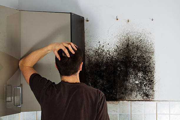 Best Mold Removal Company Near Me  in Sundown, TX