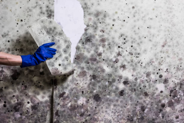 Best Mold Testing and Removal  in Sundown, TX