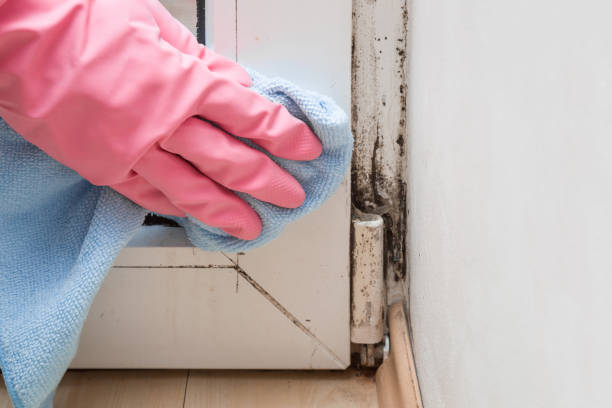 Professional Mold Removal in Sundown, TX