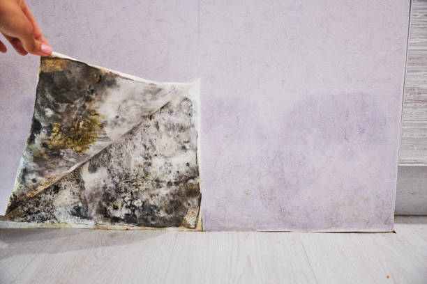 Best Home Mold Removal  in Sundown, TX